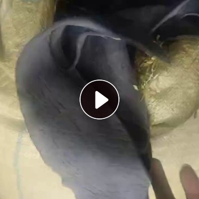长期出售皮鞋皮包厂下来的皮革边角料，黑色，月供百十吨，货在河北邢台