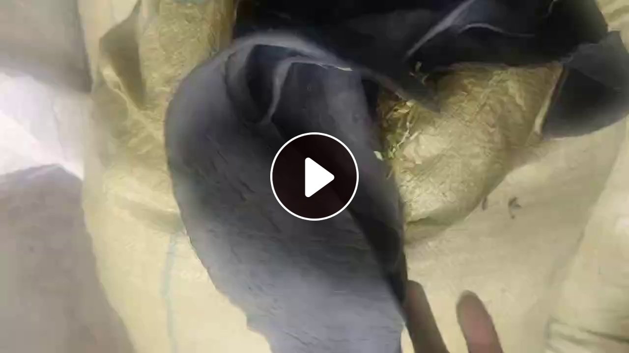 长期出售皮鞋皮包厂下来的皮革边角料，黑色，月供百十吨，货在河北邢台