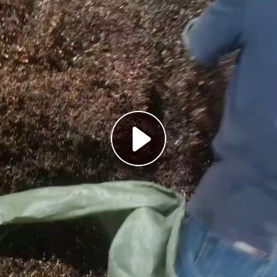 常年出售铜刨花