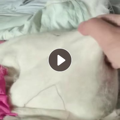 长期出售纯羊毛被子，羊毛被，现货5吨，长毛短毛都有