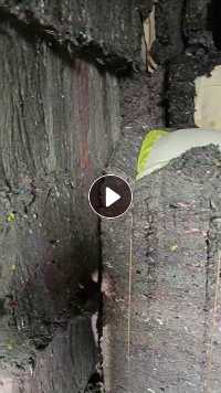 长期出售黑料开花棉，现货有200多吨，在河北唐山