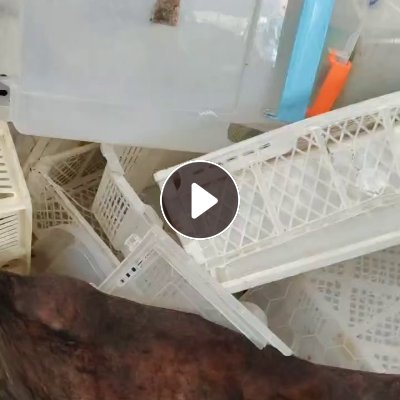 长期出售厚明丙、透明白丙压块料，现货一挂车