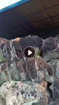 长期出售毛纺厂下来的短毛，纯羊毛，可做饲料做土工布用，现货15吨左右
