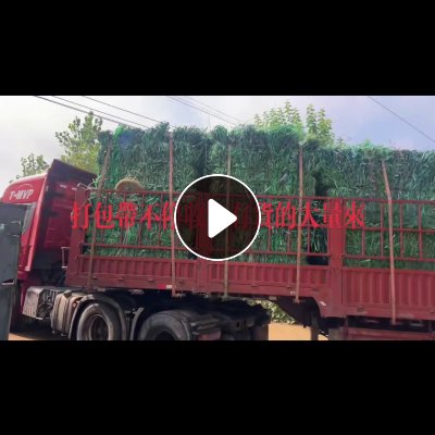 大量求购PET打包带毛料