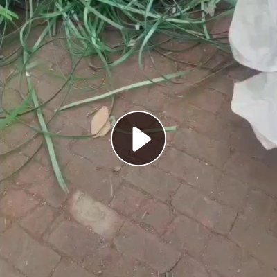 长期出售pet打包带废料，厂货，绿色黑色都有