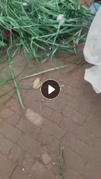 长期出售pet打包带废料，厂货，绿色黑色都有