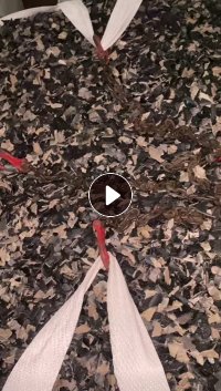 长期出售PP汽车内饰破碎料精品，风选甩干，诚信长期合作