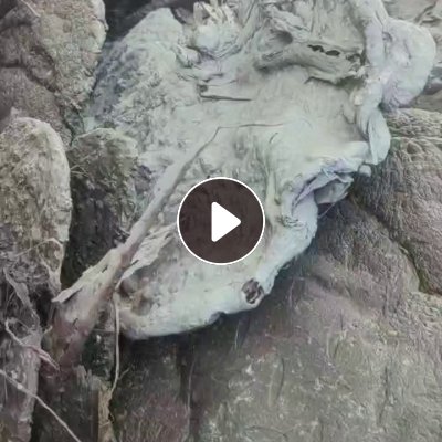 出售PP机头料，全漂的，造粒厂下来的，月供10吨