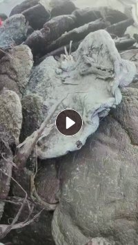 出售PP机头料，全漂的，造粒厂下来的，月供10吨