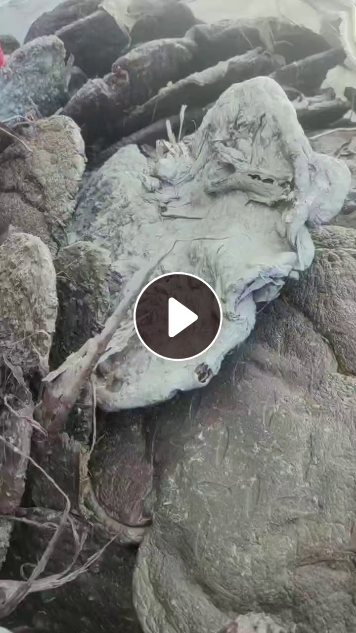 出售PP机头料，全漂的，造粒厂下来的，月供10吨