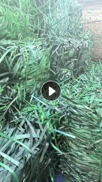 出售PET打包带毛料，社会料，长期有货