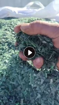 出售水粉PET打包带破碎料，够车发货，厂货破碎的