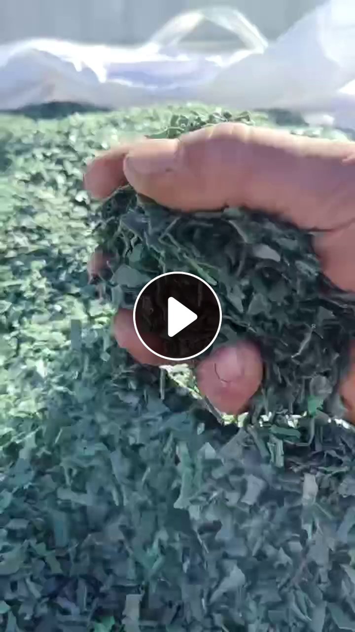 出售水粉PET打包带破碎料，够车发货，厂货破碎的