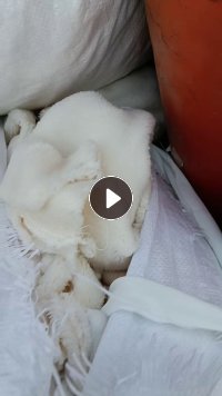 长期出售涤纶废布，涤纶拉丝布，有白色杂色，可以做切片造粒用，现货10吨左右，货在浙江湖州