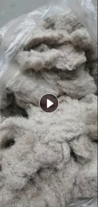 长期大量求购纯棉鱼籽棉，要求杂质小绒长，需求量大