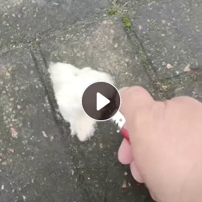 长期出售毛巾厂下来的纯棉飞花，烘干机吹出来的，有白色的杂色的，每个月有20吨，货在江苏淮安