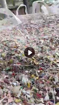 出售PP打包带破碎料，全漂，沉水，乳白，透明的都有