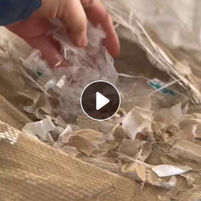 出售餐盒破碎料，纯餐盒，冷洗过色选，现货30吨