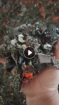 常年出售PVC地毯丝破碎料