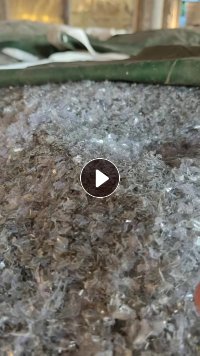 出售B级PET吸塑盒破碎料，A级也有，长期有货