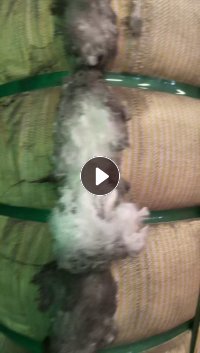 长期出售涤纶废丝开好的化纤棉，做被子棉用的