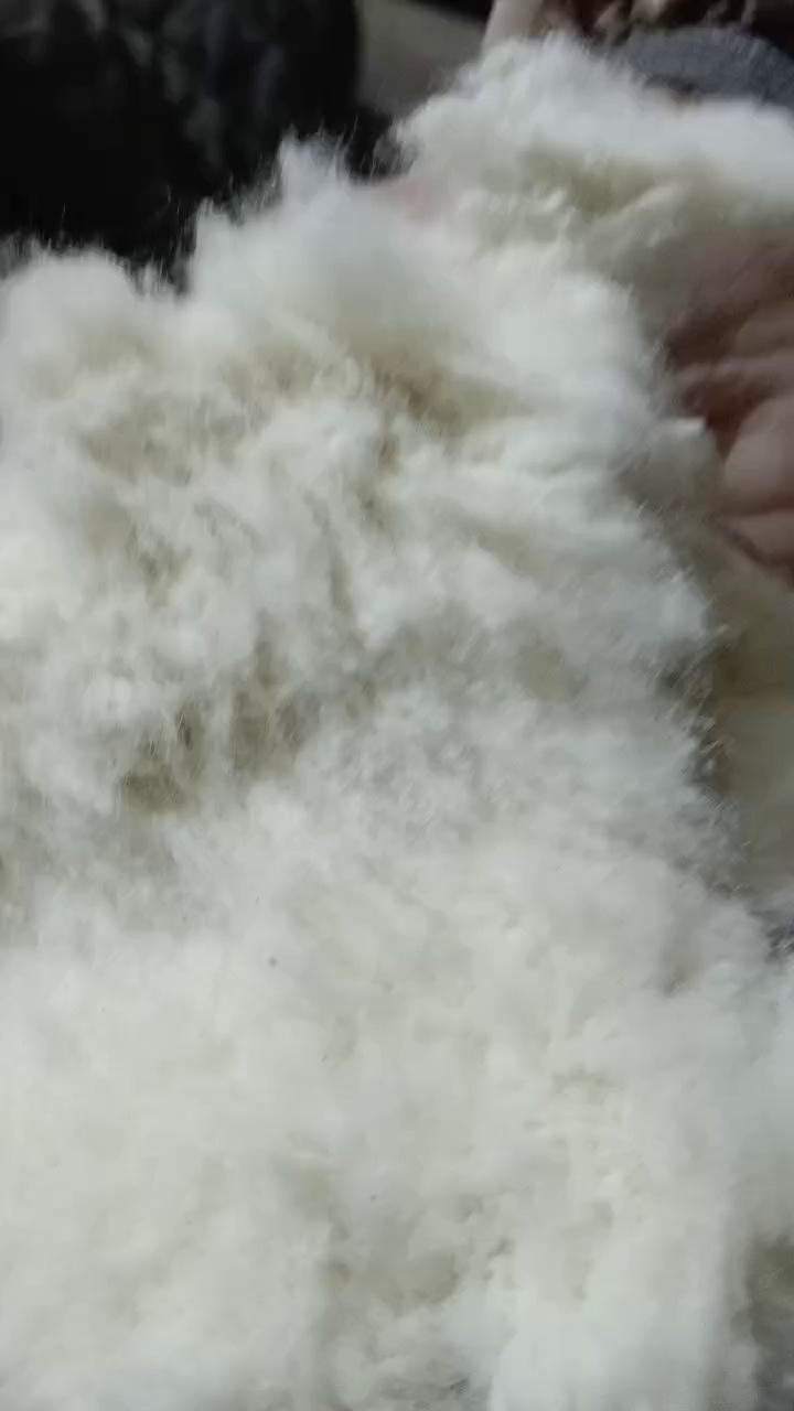 长期出售纺织厂下脚料，棉短绒，纯棉废毛，现货有13米一车，货在浙江金华