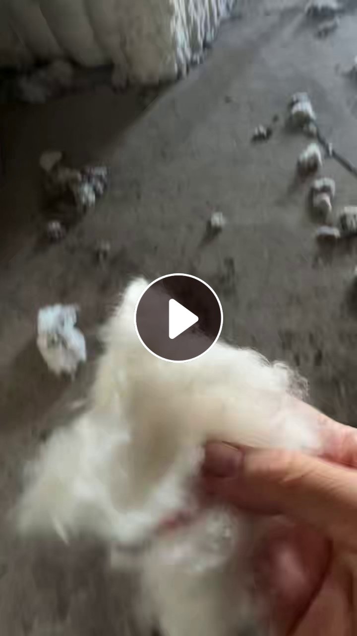 出售一批涤棉开花棉，涤棉车肚，棉含量80以上，现货121吨，在江西抚州