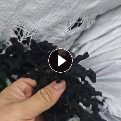 长期出售脱过水的黑色涤纶废丝，涤纶水丝，现货4吨多，含水20左右