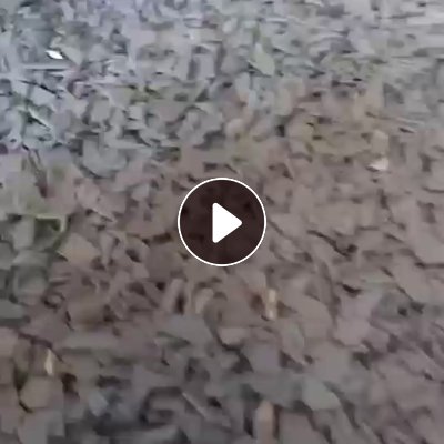 出售奶白色PET吸塑盒破碎料，现货够车，也有黑色吸塑盒破碎料