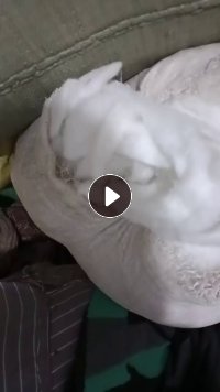 长期出售丝棉下脚料，丝棉边角料，一种是带布的，一种是没带布的，月供二十吨左右