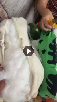 长期出售毛绒玩具娃娃棉，拆出来娃娃棉有3吨 ，不拆带皮有10吨，厂在广东湛江