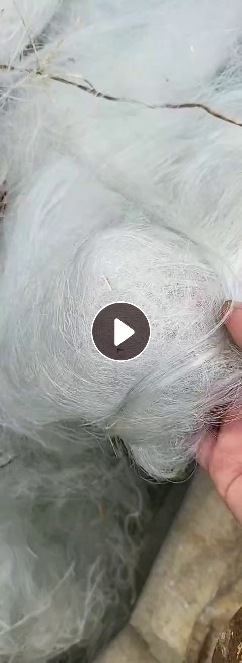 长期出售竞标下来的涤纶废丝，涤纶干丝，现货50多吨