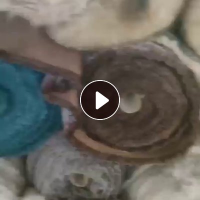 出售真毛卷材，有狗毛，老鼠毛，可以做毛领毛条用，现货50吨