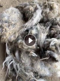 长期出售真羊毛，羊毛，现货有100吨，货在土库曼斯坦