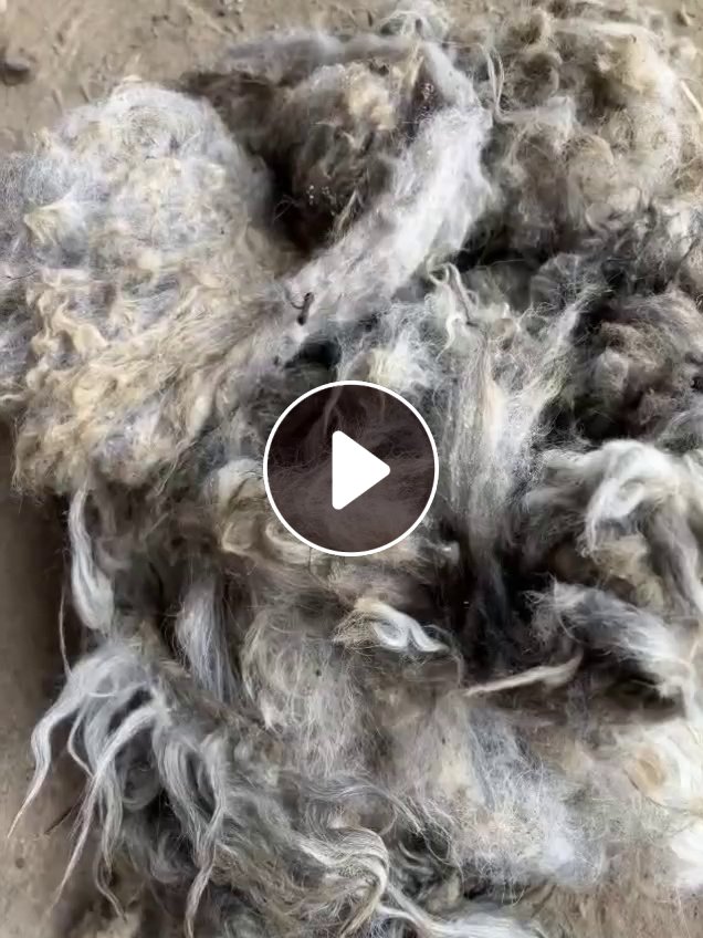 长期出售真羊毛，羊毛，现货有100吨，货在土库曼斯坦