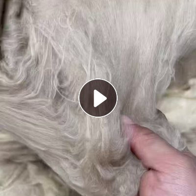 长期出售纺织厂下来的涤纶人棉混纺风箱花，粗纱头，回丝等，都混在一起，现货只有3吨多