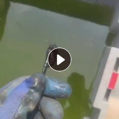 出售机头料，长期有货