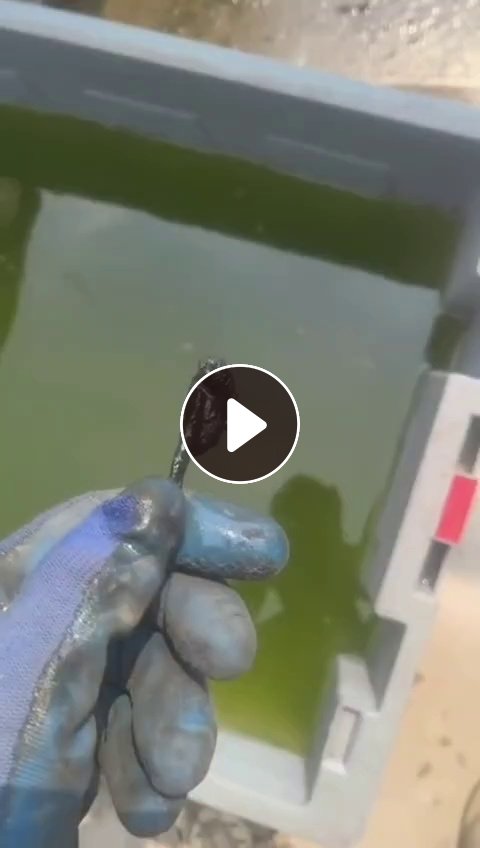 出售机头料，长期有货