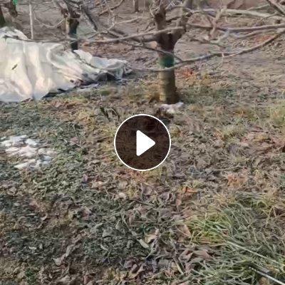 出售PE大棚膜，含尼龙条，现货够4.2米一车