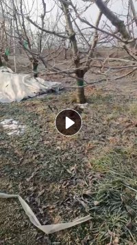 出售PE大棚膜，含尼龙条，现货够4.2米一车