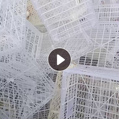 出售透明水果筐毛料，未压包，长期有