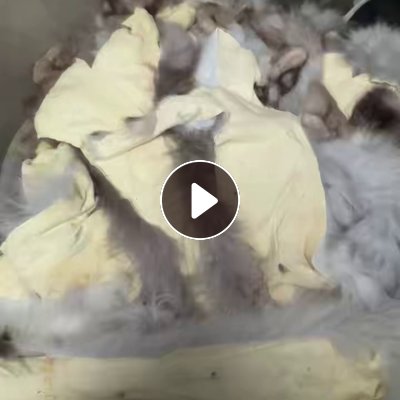 出售貂皮大衣裁下来的比边角料，真毛料，狐狸皮下脚料，现货有5吨左右，货在浙江嘉兴