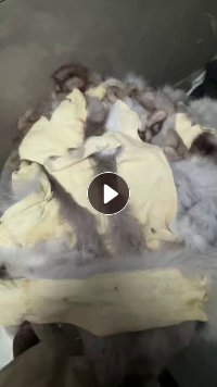 出售貂皮大衣裁下来的比边角料，真毛料，狐狸皮下脚料，现货有5吨左右，货在浙江嘉兴