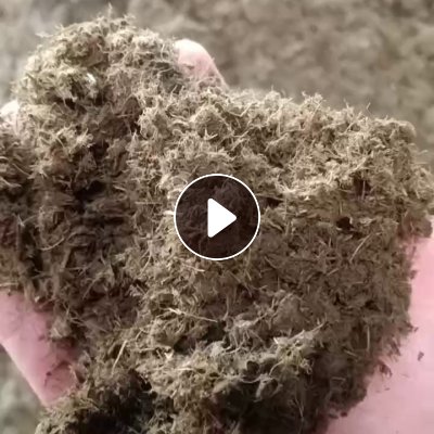 出售小麦秸秆浆，水分60%