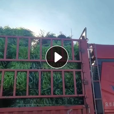 求购绿色黑色聚酯打包带毛料