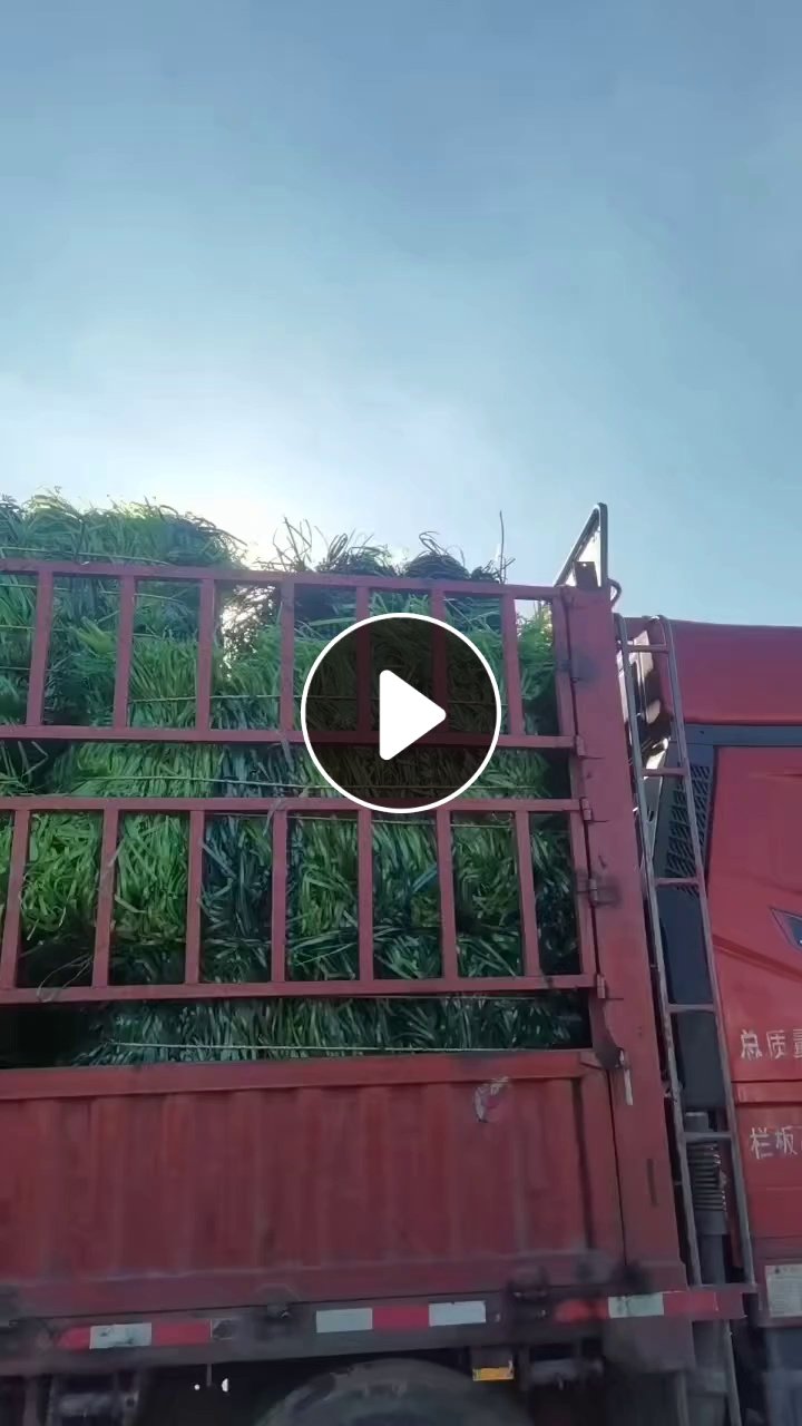 求购绿色黑色聚酯打包带毛料