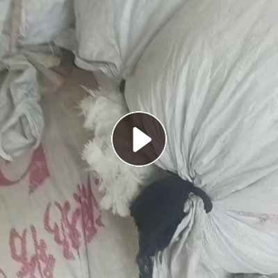 长期出售环锭纺下来的本白涤棉废纱，含棉60-70左右，现货有8吨左右，货在河北石家庄
