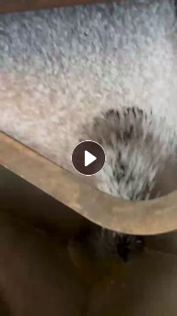 长期出售变色龙颗粒，变色龙高压颗粒