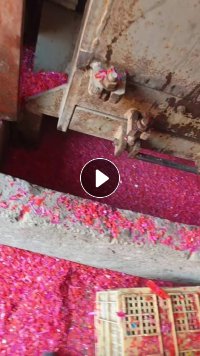 出售PP水果筐破碎料，长期有货