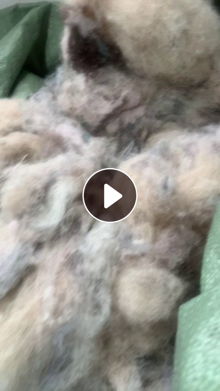 长期出售磨毛厂下来的杂色涤纶磨毛料，毛毛料，干的，可造粒